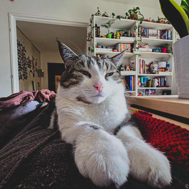 Cat Sphinxing on the sofa 