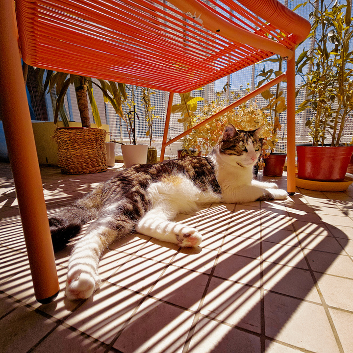Cat taking a sun bath on balcony under a chair