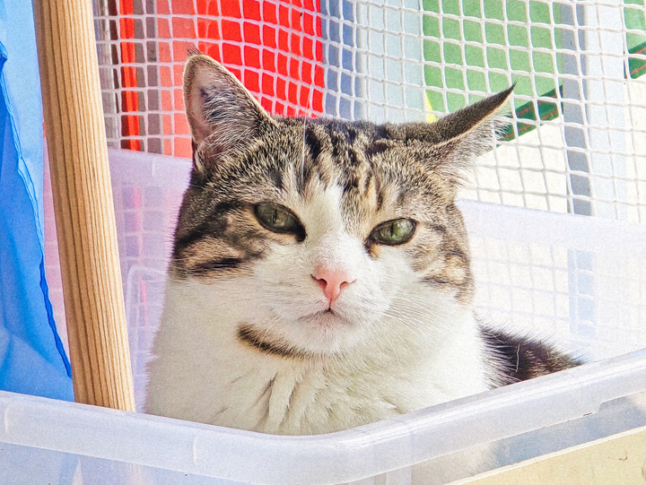 Cat looking at the camera