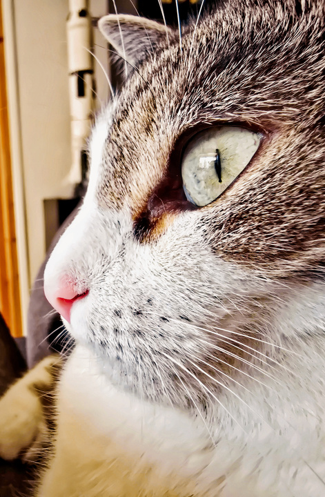 A closeup of a cat's profile