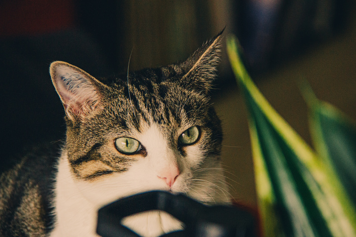 Cat looking at the photographer with a semi-menacing atitude