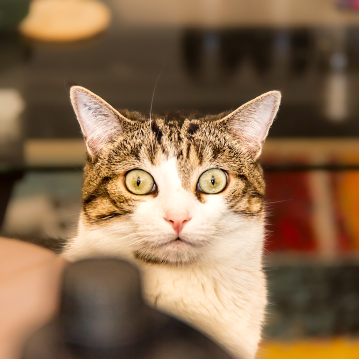 Cat looking at the camera