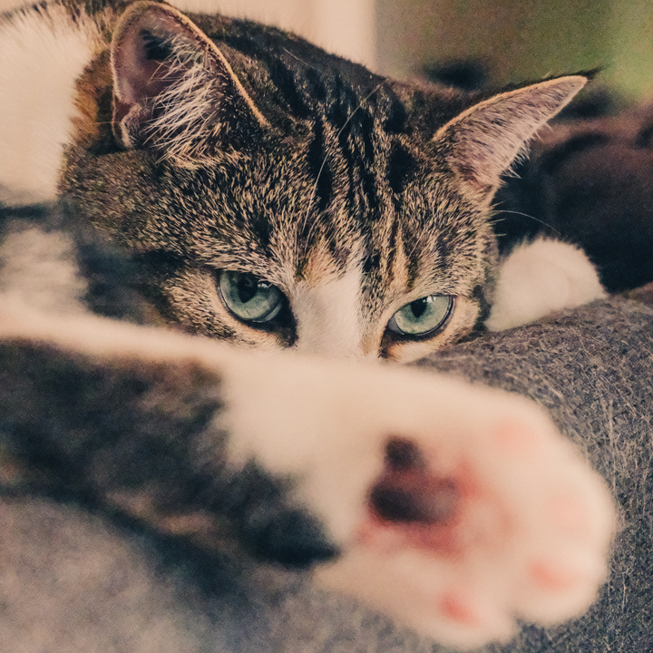 Cat sleeping being disturbed and showing it though here's eyes 