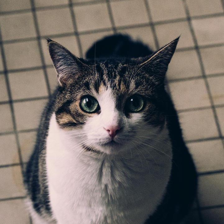 Cat looking up at the camera