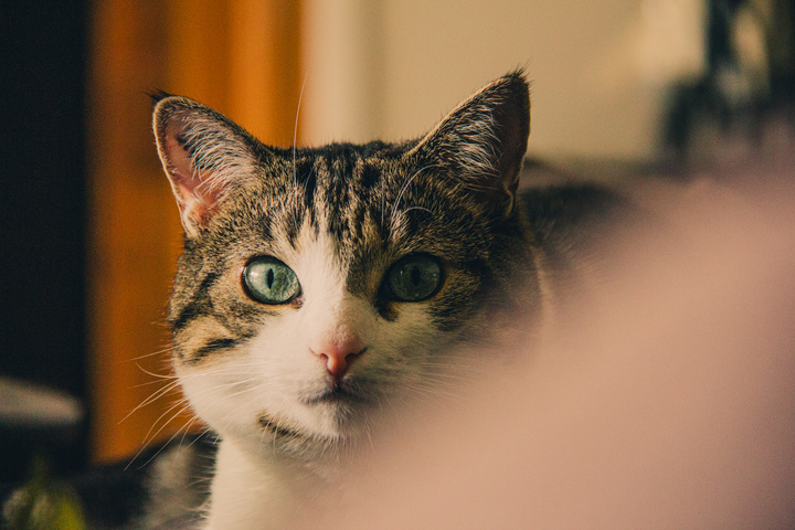 Cat looking at the camera from afar