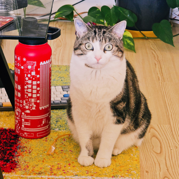 Cat and water bottle on the floor/carpet