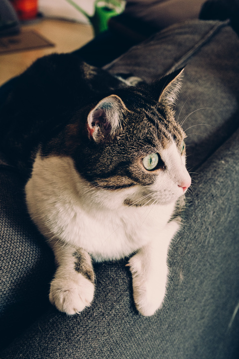 Cat looking afar on the right