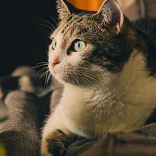 Cat profile. She's looking interested in something