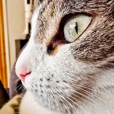 A closeup of a cat's profile