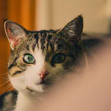 Cat looking at the camera from afar