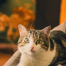 Cat looking at the camera