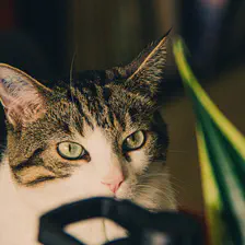 Cat looking at the photographer with a semi-menacing atitude