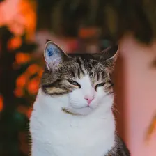 Cat looking at the camera with something in his mind, she will play tricks for shure