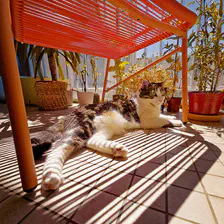 Cat taking a sun bath on balcony under a chair