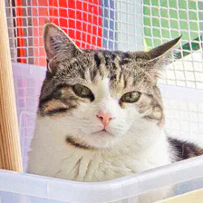 Cat looking at the camera