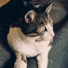 Cat looking afar on the right