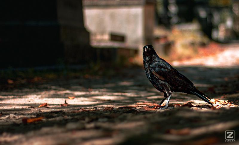 A crow on the ground looking at the camera
https://www.flickr.com/photos/ztec/53133057763/