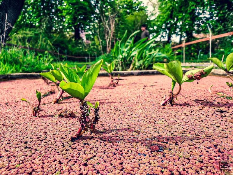 closeup view of small plants in water. There is red-ish spores/plants on the water and the view look like a deserts with trees