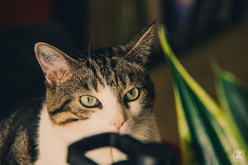 Cat looking at the photographer with a semi-menacing atitude