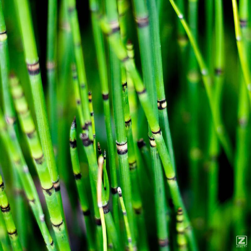 no description
https://www.flickr.com/photos/ztec/28944801873/