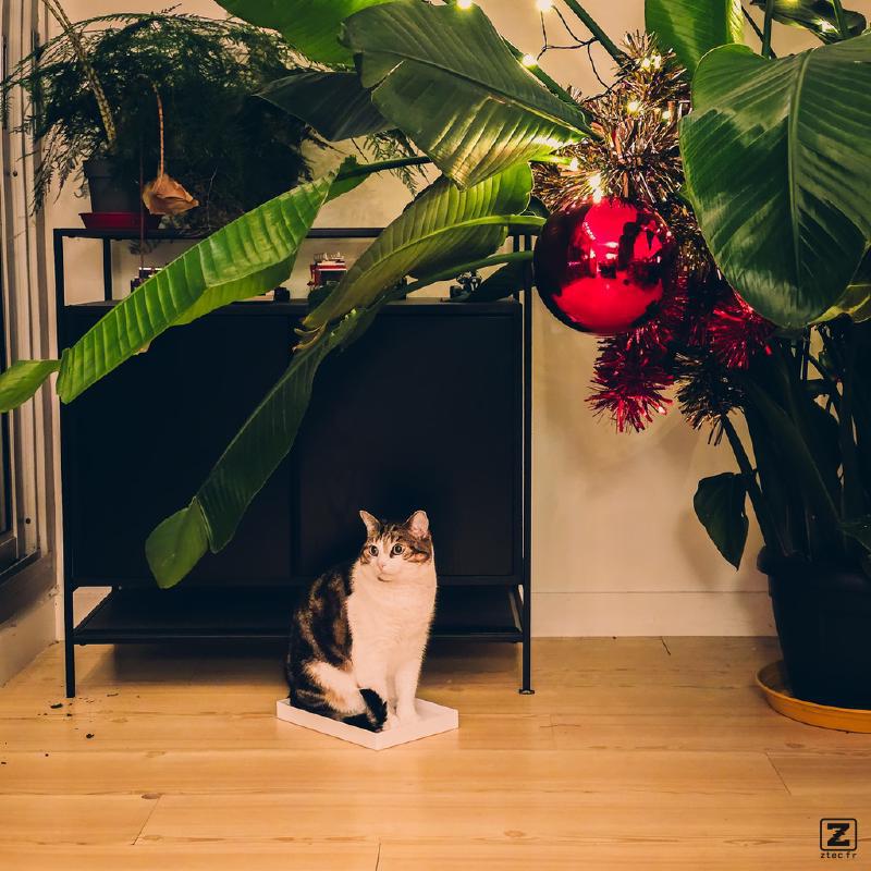 A cat in a box under a Palm tree with Christmas decorations 