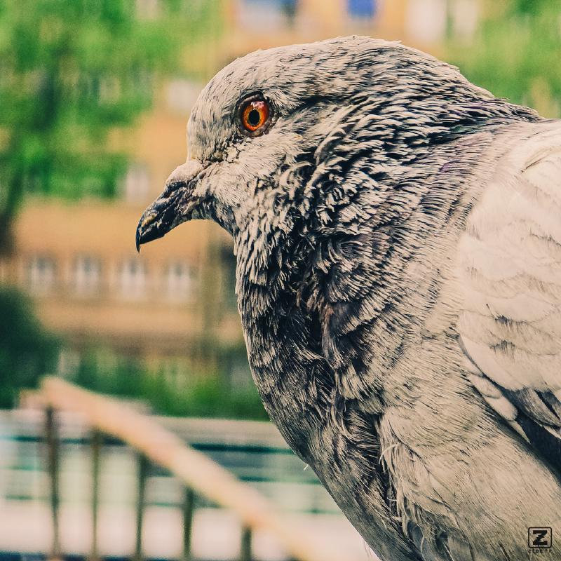 A pigeon with a red eye 