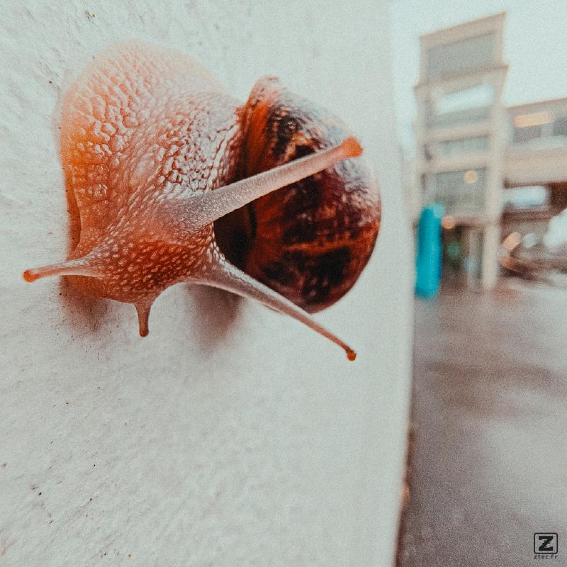 A snail cruising on a wall
https://www.flickr.com/photos/ztec/53978631636/