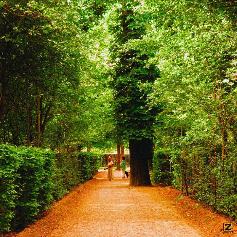 A giant tree is in the middle of the way