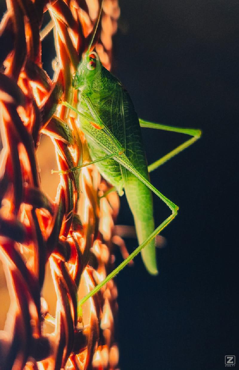 A grasshoper lost on my lighting fixture
https://www.flickr.com/photos/ztec/54686930461/