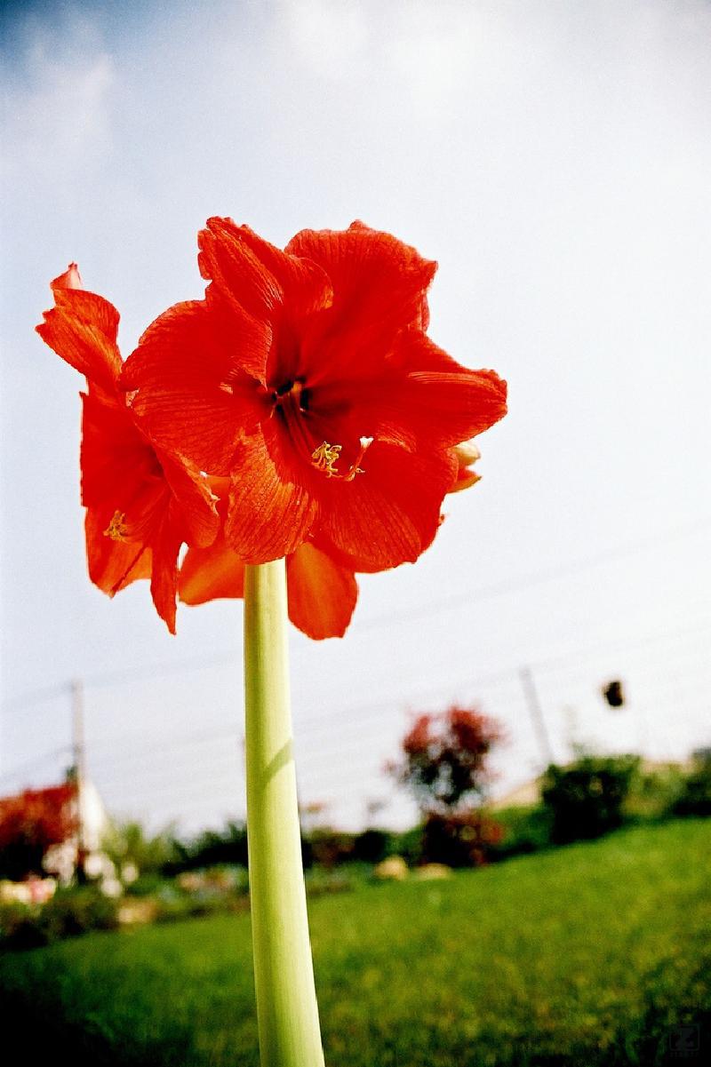 no description
https://www.flickr.com/photos/ztec/8449080216/
Albums: Nature