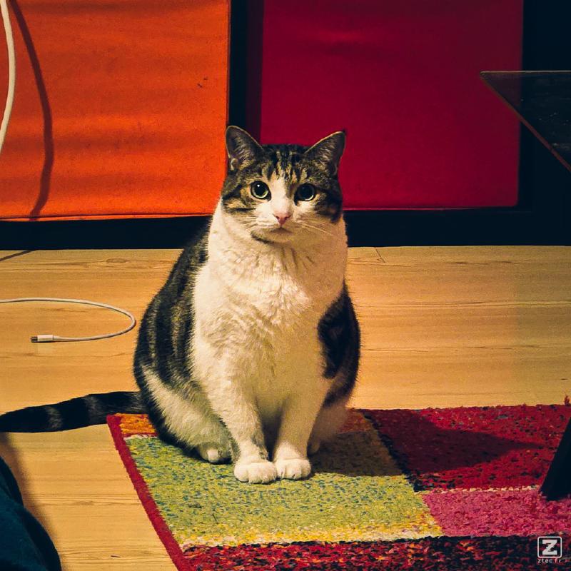 A cat looking at the camera from afar.