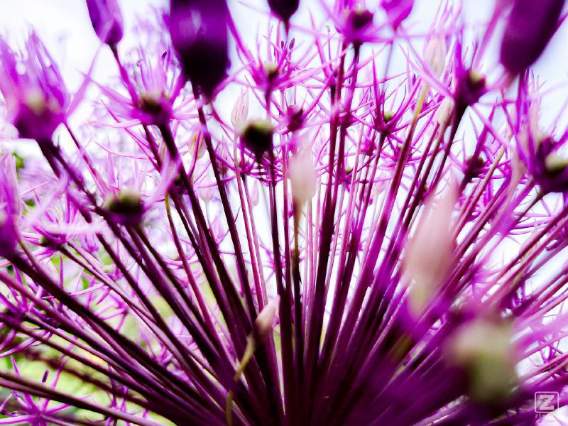 A purple plants taken from inside. It is like a purple peacock
https://www.flickr.com/photos/ztec/53132575306/