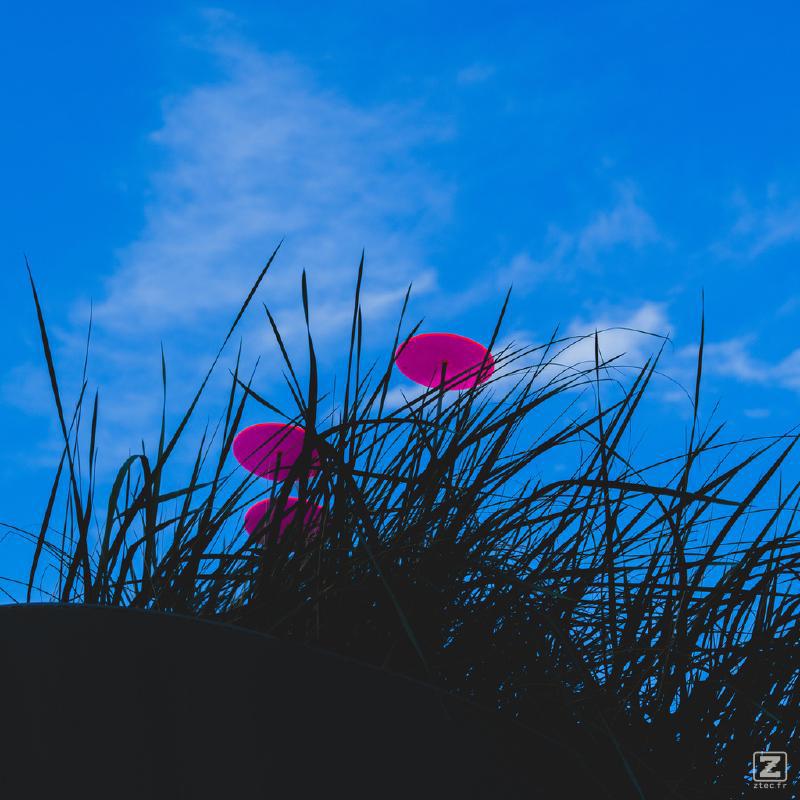 3 red semi-transparent disk in grass looking like poppy