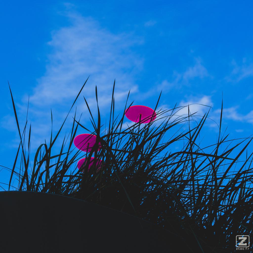 Coquelicots