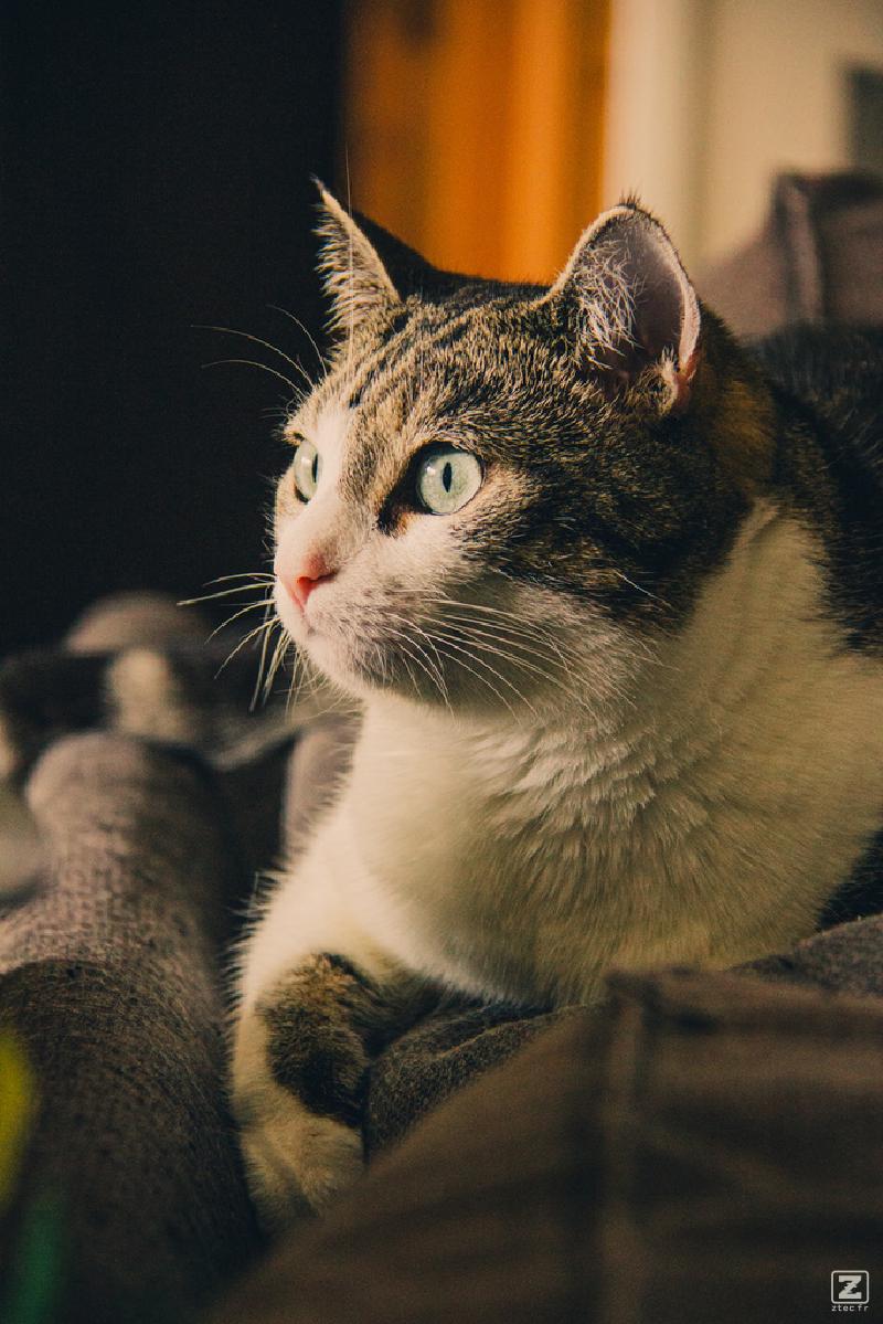 Cat profile. She's looking interested in something