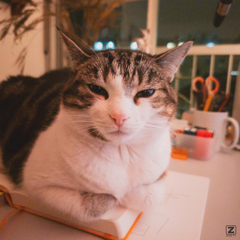 Cat loafing on a notebook