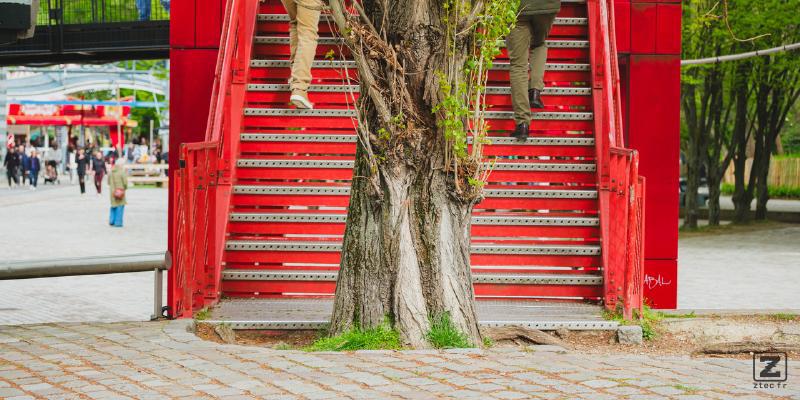 An old tree right in front of a red stairs
