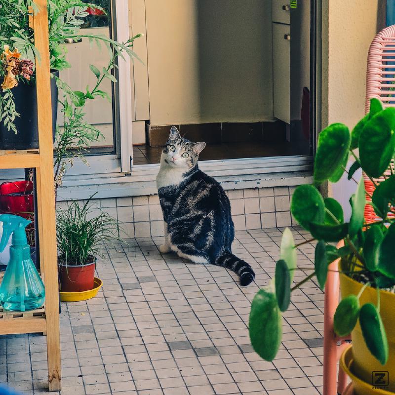 Cat on a balcony, looking at the photographer