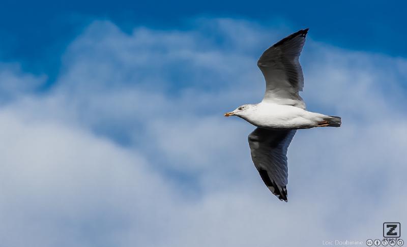 no description
https://www.flickr.com/photos/ztec/10546663704/