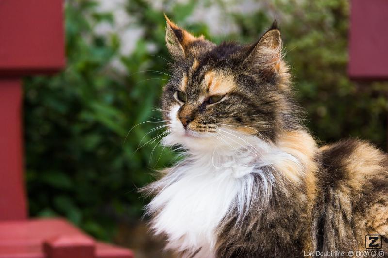 Que dire, l'aire otain de ce chat dit tout. Il se croit plus fort, plus beau. c'est peut être vrais !
https://www.flickr.com/photos/ztec/8640219255/
Albums: Nature