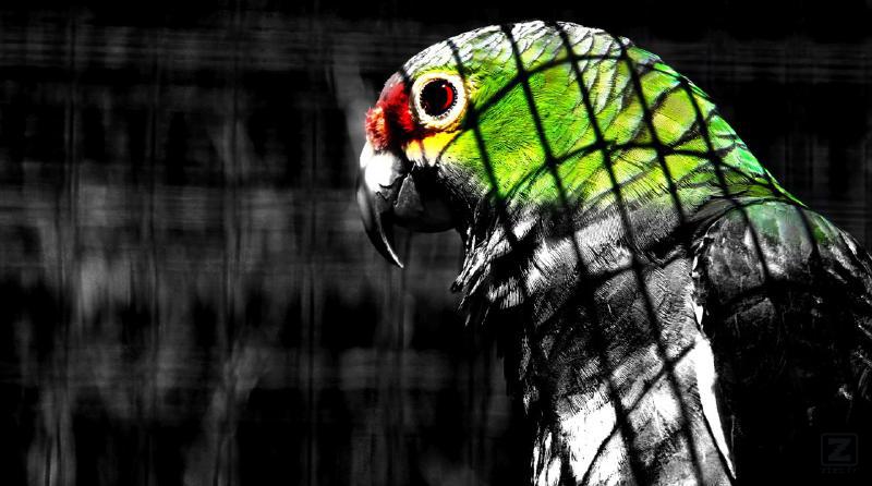 EXIF :
Canon EOS 60D
EF-S18-200mm f/3.5-5.6 IS
ƒ/6.3  200.0 mm 1/500  100 Flash (Éteint, non déclenché)  
Make - Canon
Orientation - Horizontal (normal)
X-Resolution - 72 dpi
Y-Resolution - 72 dpi
Date and Time (Modified) - 2011:07:07 12:18:32
Artist - Loic
YCbCr Positioning - Co-sited
Copyright - Ztec
ISO Speed - 100
Sensitivity Type - Recommended Exposure Index
Recommended Exposure Index - 100
Sensitivity Type - Recommended Exposure Index
Recommended Exposure Index - 100
Exif Version - 0230
Date and Time (Original) - 2011:07:07 12:18:32
Date and Time (Digitized) - 2011:07:07 12:18:32
Components Configuration - Y, Cb, Cr, -
Exposure Bias - 0 EV
Metering Mode - Partial
Sub Sec Time - 96
Sub Sec Time Original - 96
Sub Sec Time Digitized - 96
Flashpix Version - 0100
Color Space - sRGB
Focal Plane X-Resolution - 5728.176796
Focal Plane Y-Resolution - 5808.403361
Focal Plane Resolution Unit - inches
Custom Rendered - Normal
Exposure Mode - Auto
White Balance - Auto
Scene Capture Type - Standard
Lens Info - 18-200mm f/?
Lens Model - EF-S18-200mm f/3.5-5.6 IS
Lens Serial Number - 000049aa0b
Macro Mode - Normal
Self Timer - Off
Quality - Fine
Canon Flash Mode - Off
Continuous Drive - Continuous, High
Focus Mode - AI Focus AF
Record Mode - JPEG
Canon Image Size - Large
Easy Mode - Manual
Digital Zoom - None
Contrast - Normal
Saturation - Normal
Metering Mode - Partial
Focus Range - Not Known
Canon Exposure Mode - Aperture-priority AE
Lens Type - Canon EF-S 18-200mm f/3.5-5.6 IS
Max Focal Length - 200 mm
Min Focal Length - 18 mm
Focal Units - 1/mm
Max Aperture - 5.7
Min Aperture - 36
Flash Activity - 0
Flash Bits - (none)
Zoom Source Width - 0
Zoom Target Width - 0
Manual Flash Output - n/a
Color Tone - Normal
Auto ISO - 100
Base ISO - 100
Measured EV - 14.25
Target Aperture - 6.3
Target Exposure Time - 1/512
White Balance - Auto
Slow Shutter - None
Sequence Number - 0
Optical Zoom Code - n/a
Camera Temperature - 27 C
Flash Guide Number - 0
Flash Exposure Comp - 0
Auto Exposure Bracketing - Off
AEBBracket Value - 0
Control Mode - n/a
Measured EV2 - 13.625
Bulb Duration - 0
Camera Type - EOS High-end
NDFilter - n/a
Canon Image Type - Canon EOS 60D
Canon Firmware Version - Firmware Version 1.1.0
Serial Number - 2281222681
Camera Orientation - Horizontal (normal)
Focus Distance Upper - 1.36 m
Focus Distance Lower - 1.16 m
Color Temperature - 5200
Firmware Version - 1.1.0
File Index - 406
Directory Index - 100
Contrast Standard - 0
Sharpness Standard - 3
Saturation Standard - 0
Color Tone Standard - 0
Contrast Portrait - 0
Sharpness Portrait - 2
Saturation Portrait - 0
Color Tone Portrait - 0
Contrast Landscape - 0
Sharpness Landscape - 4
Saturation Landscape - 0
Color Tone Landscape - 0
Contrast Neutral - 0
Sharpness Neutral - 0
Saturation Neutral - 0
Color Tone Neutral - 0
Contrast Faithful - 0
Sharpness Faithful - 0
Saturation Faithful - 0
Color Tone Faithful - 0
Contrast Monochrome - 0
Sharpness Monochrome - 3
Filter Effect Monochrome - None
Toning Effect Monochrome - None
Contrast Auto - 0
Sharpness Auto - 0
Saturation Auto - 0
Color Tone Auto - 0
Filter Effect Auto - None
Toning Effect Auto - None
Contrast User Def1 - 0
Sharpness User Def1 - 3
Saturation User Def1 - 0
Color Tone User Def1 - 0
Filter Effect User Def1 - None
Toning Effect User Def1 - None
Contrast User Def2 - 0
Sharpness User Def2 - 3
Saturation User Def2 - 0
Color Tone User Def2 - 0
Filter Effect User Def2 - None
Toning Effect User Def2 - None
Contrast User Def3 - 0
Sharpness User Def3 - 3
Saturation User Def3 - 0
Color Tone User Def3 - 0
Filter Effect User Def3 - None
Toning Effect User Def3 - None
User Def1 Picture Style - Standard
User Def2 Picture Style - Standard
User Def3 Picture Style - Standard
Canon Model ID - EOS 60D
Thumbnail Image Valid Area - 0 159 7 112
AFArea Mode - Multi-point AF or AI AF
Num AFPoints - 9
Valid AFPoints - 9
Canon Image Width - 5184
Canon Image Height - 3456
AFImage Width - 5184
AFImage Height - 3456
AFArea Widths - 108 88 88 88 129 88 88 88 108
AFArea Heights - 86 107 107 107 131 107 107 107 86
AFArea XPositions - 0 -860 860 -136