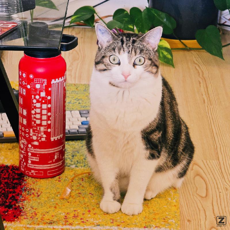Cat and water bottle on the floor/carpet 