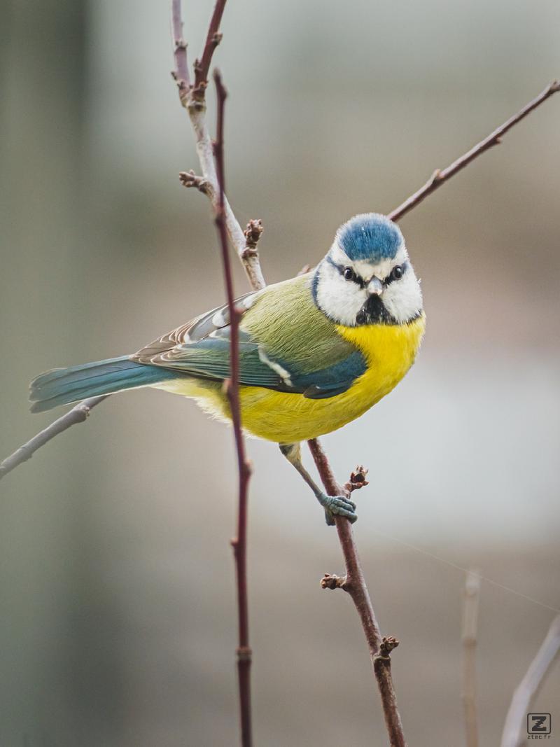 A small green bird on a branch looking at the camera
