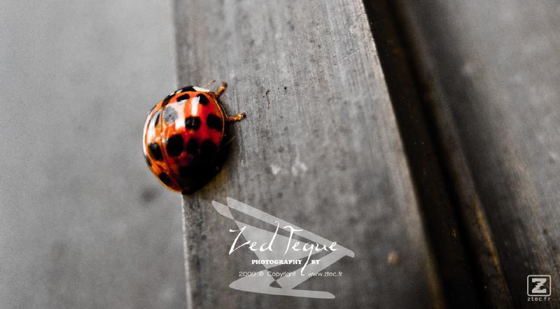 no description
https://www.flickr.com/photos/ztec/8433226853/
Albums: Things