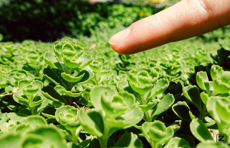 Closeup of a finger pointing at one plant in a field of the same plant. 
https://www.flickr.com/photos/ztec/53132575216/