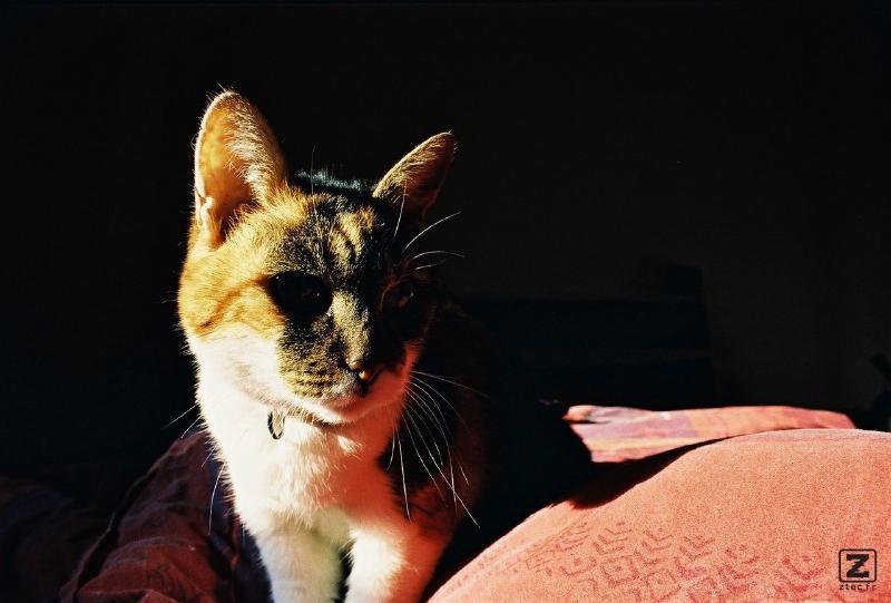 Vishnu
https://www.flickr.com/photos/ztec/8433230813/
Albums: Nature