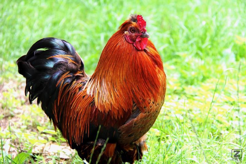 no description
https://www.flickr.com/photos/ztec/8434279500/
Albums: Nature