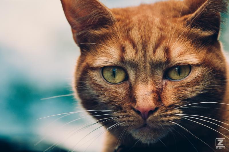 An orange cat looking at the camera