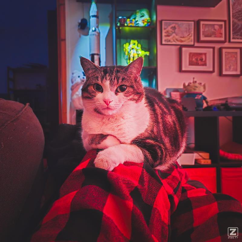 Cat on lap/knee with crossed arms (sort of)