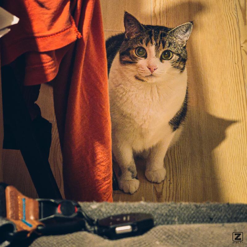 A cat looking at the camera